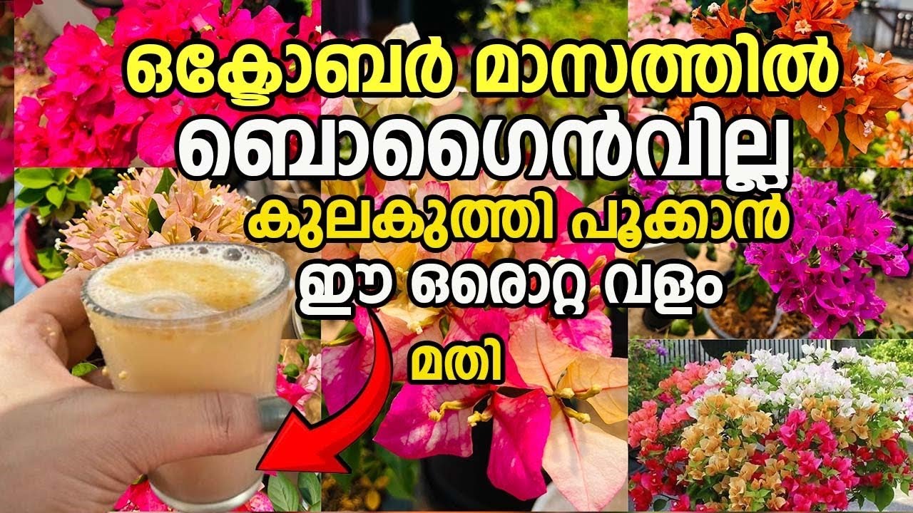 കമ്പ് കട്ട് ചെയ്തു ഈ ഒരു വളം കൊടുത്താൽ ഒക്ടോബർ മാസം പൂക്കൾ കൊണ്ട് നിറയും |Bougainvillea plant care