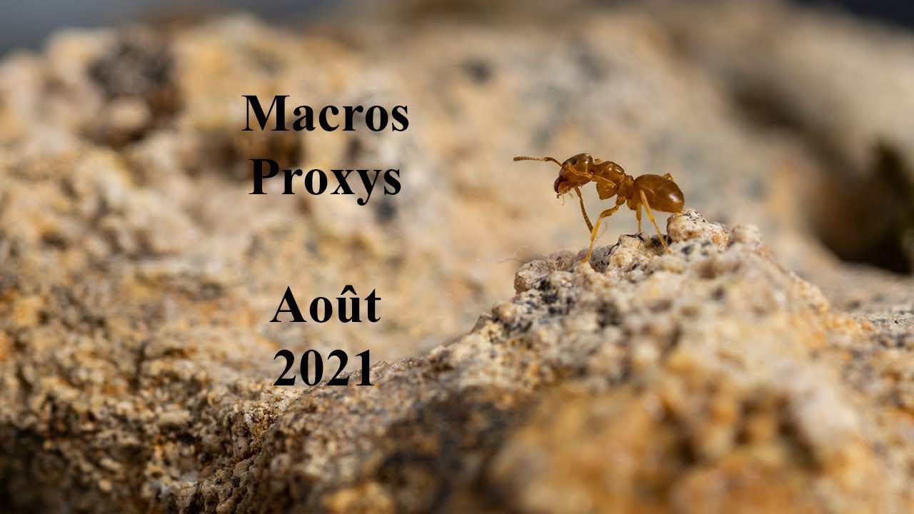 Macros et proxys d'insectes : Août 2021