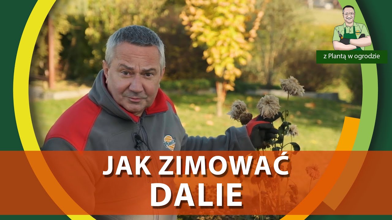 Jak zimować dalie -  Z PLANTĄ W OGRODZIE