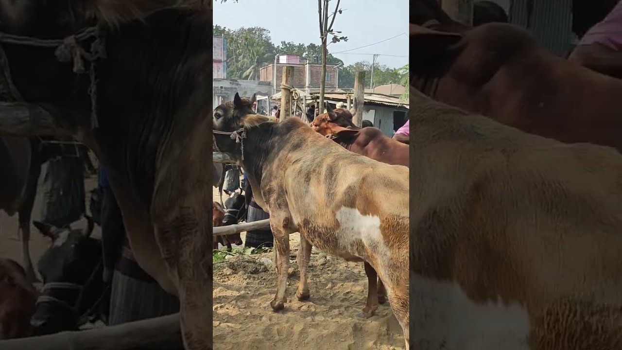মাইজপাড়া গরুর হাটের ভিডিও