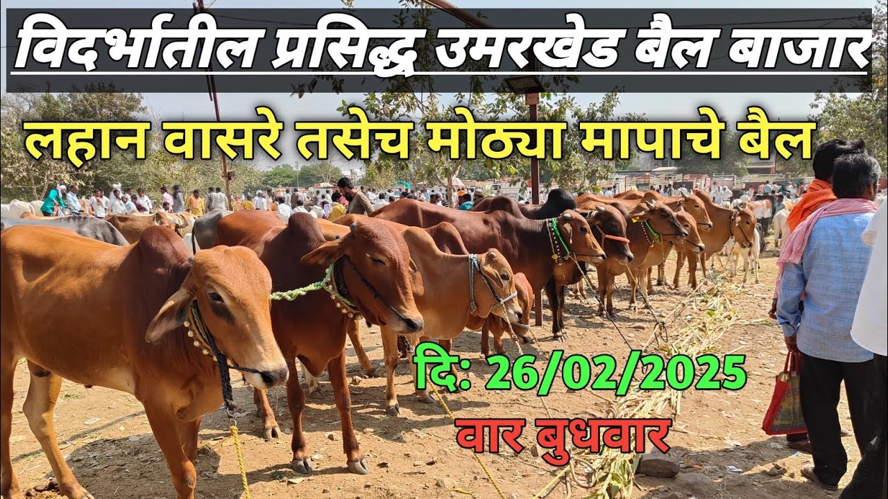 उमरखेड बैलबाजार 2025 | UNMARKED BAIL BAZAR |OX MARKET | OMKARKALEE