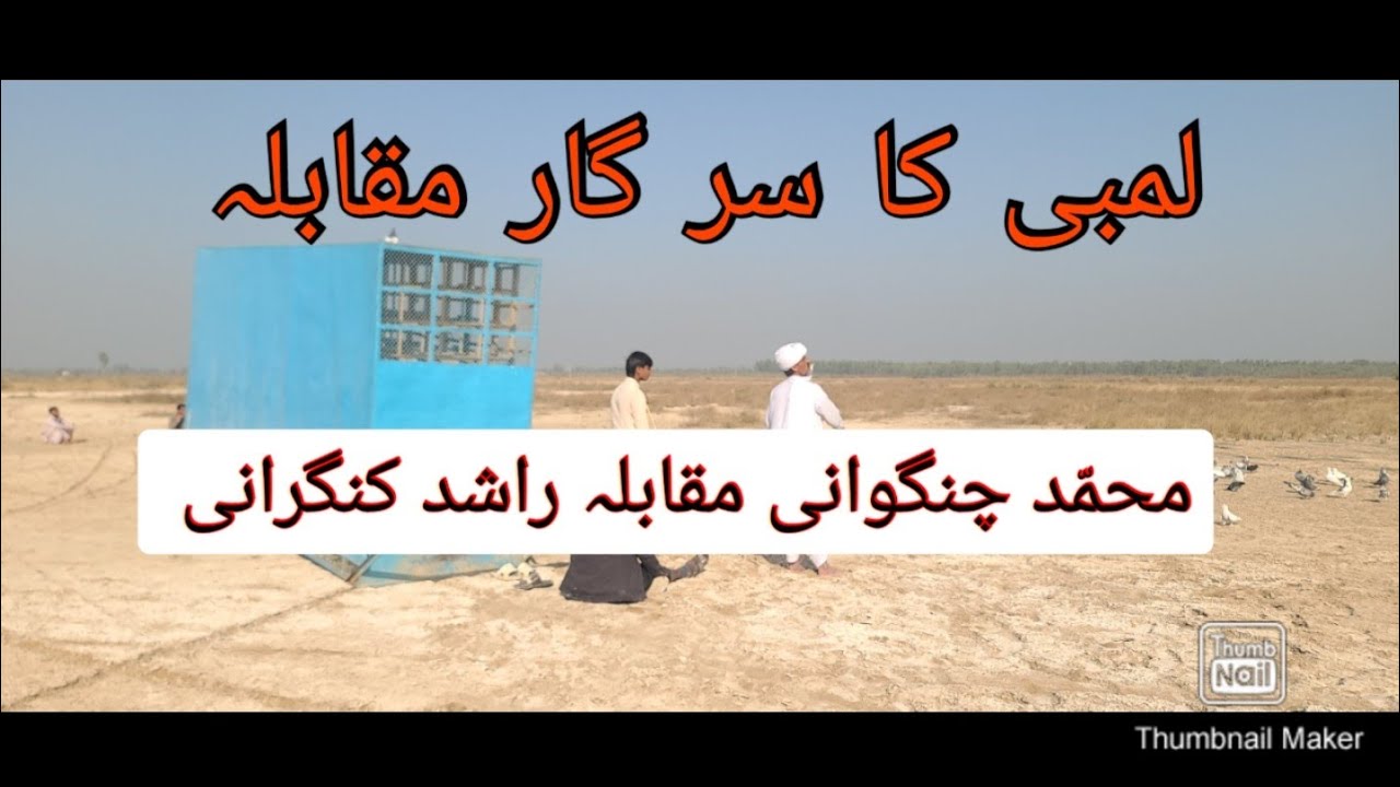 700 Pigeon Big Competition Lambi Ka Sir Gar Muqabla bara Zid Bazi Wala