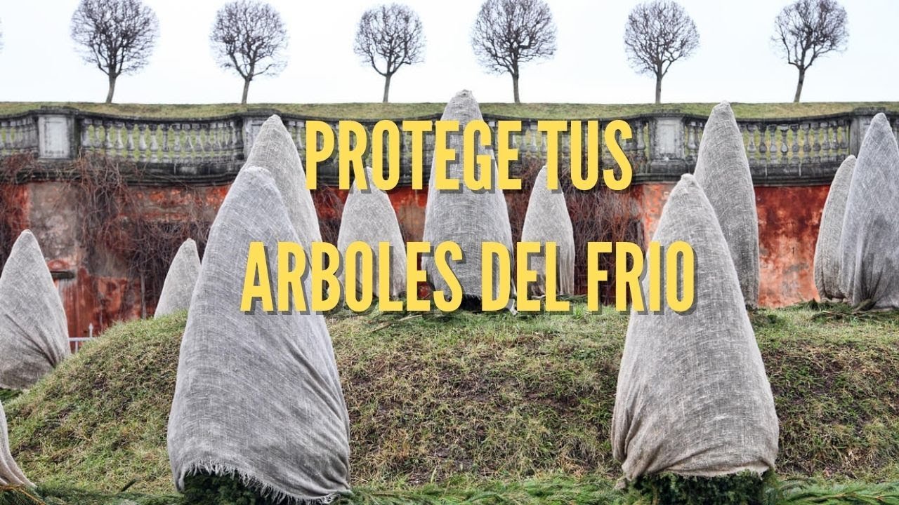 COMO PROTEGER ARBOLES - PLANTAS DEL FRIO