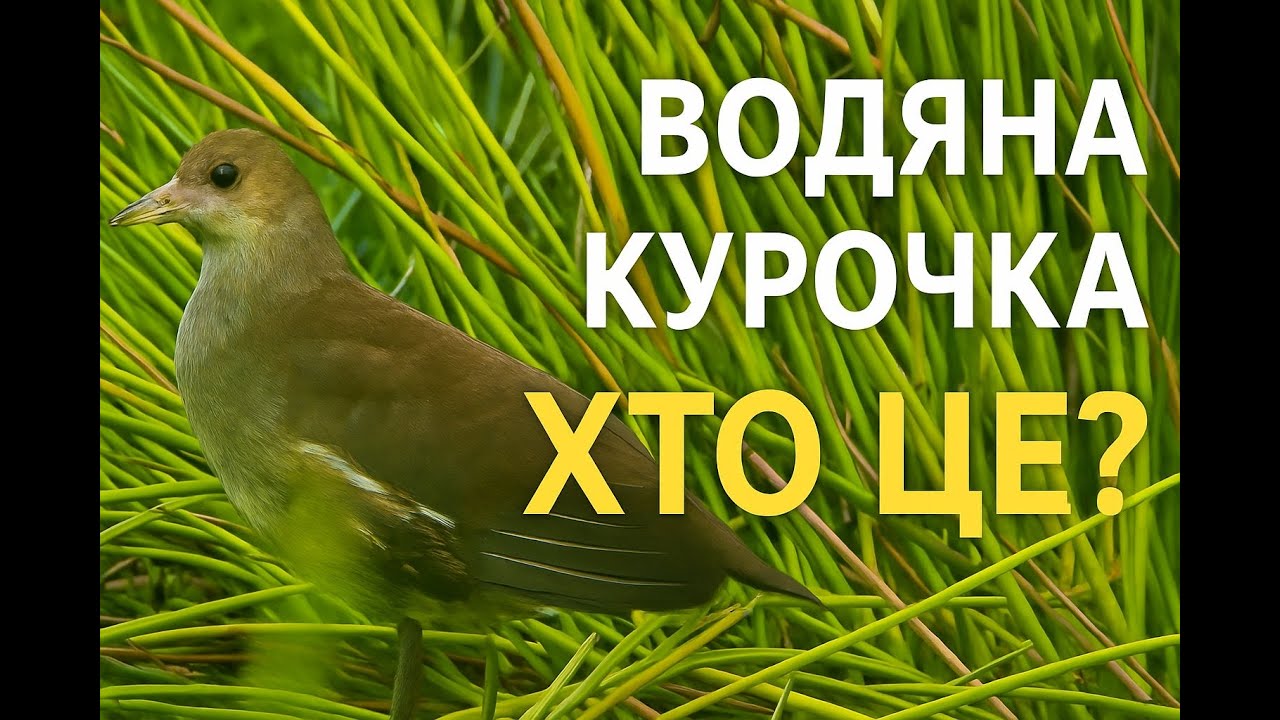 НЕЙМОВІРНІ ПТАХИ БОЛІТ. ВОДЯНА КУРОЧКА.