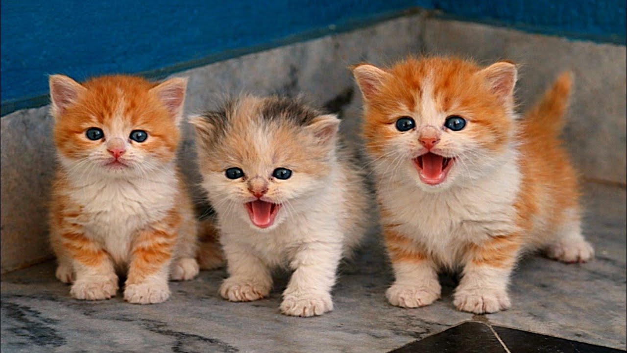 ​So Heartbreaking! 🥺 Kittens Won’t Stop Meowing Until They Find Mom Cat 