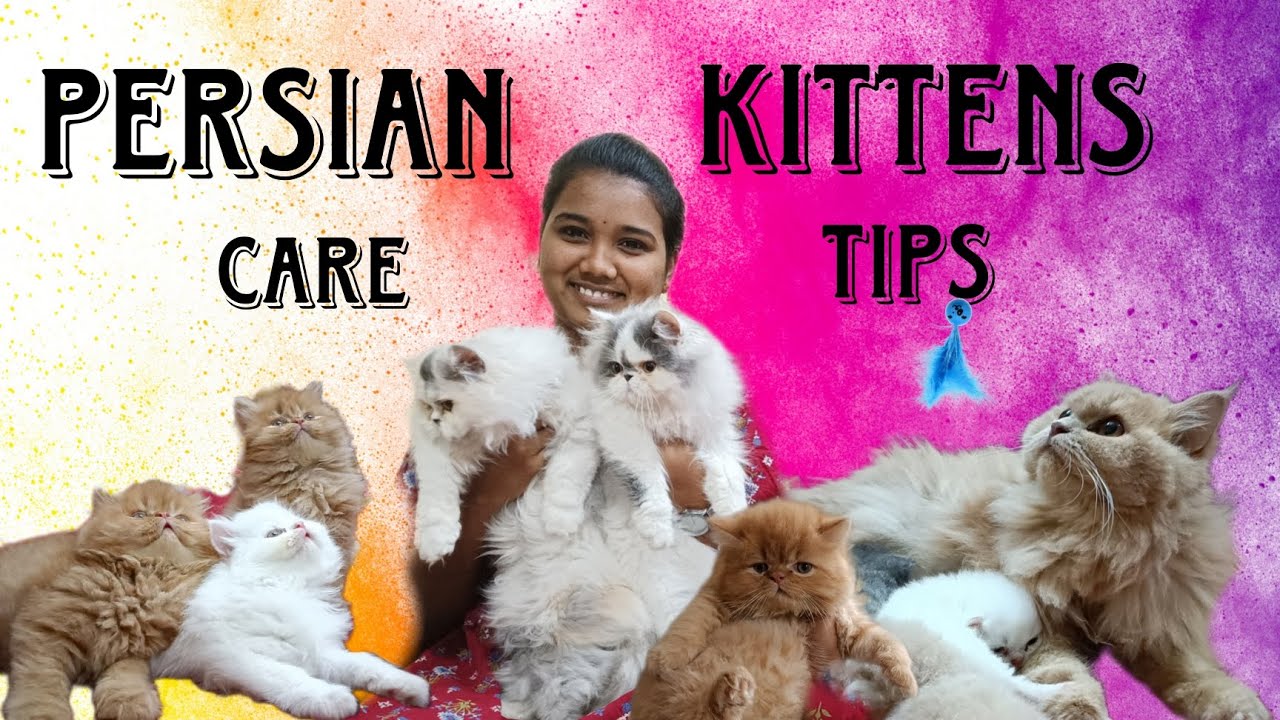 Persian cat maintanence and care tips tamil | AR-Rahman cats|exotic Persian cat #persiancat  #tamil