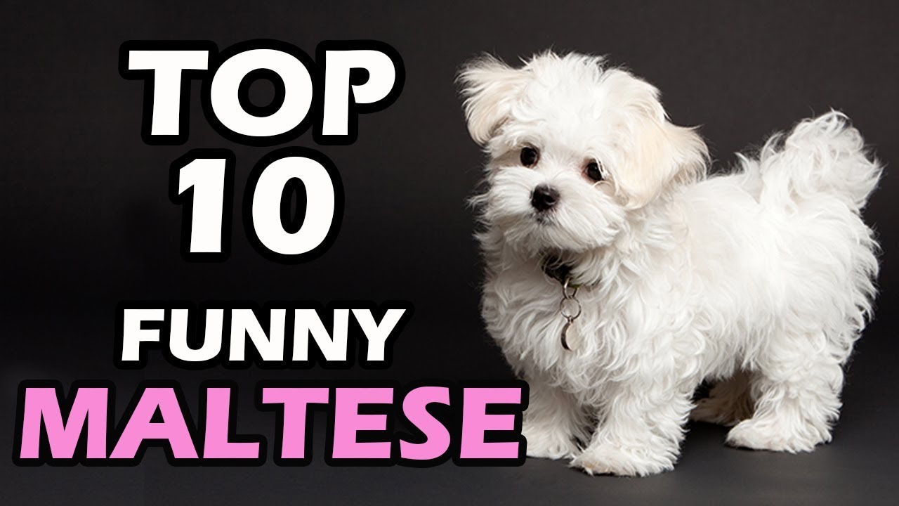 TOP 10 FUNNY MALTESE VIDEOS COMPILATION