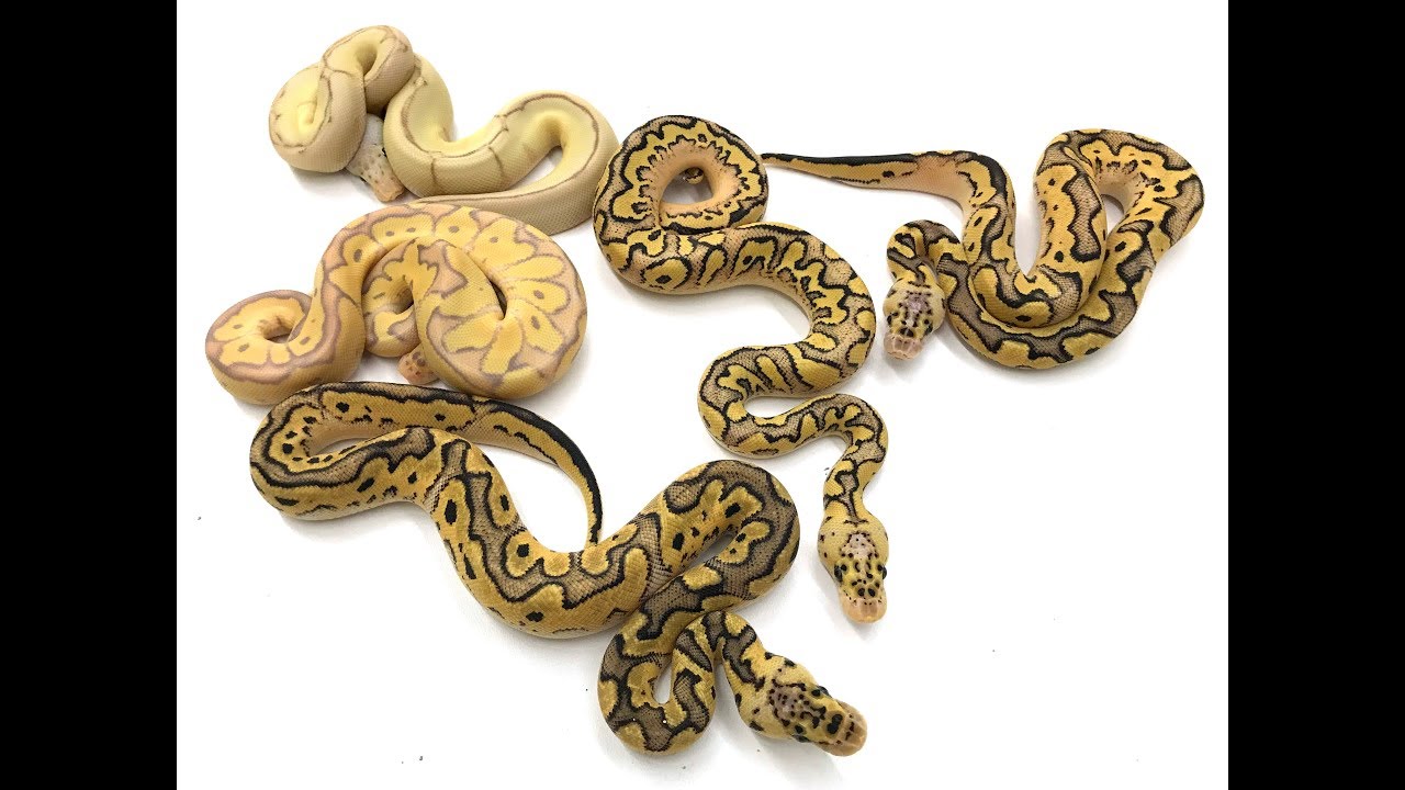 How I incubate Ball Python eggs, and check out this insane Clown and Pied!
