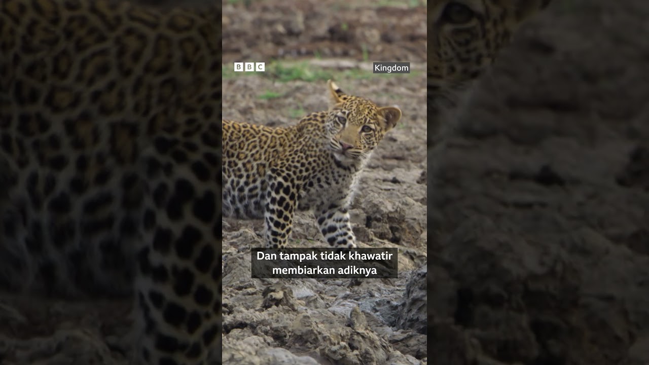 Anak macan tutul yang berani &lsquo;menggoda&rsquo; kuda nil - BBC News Indonesia