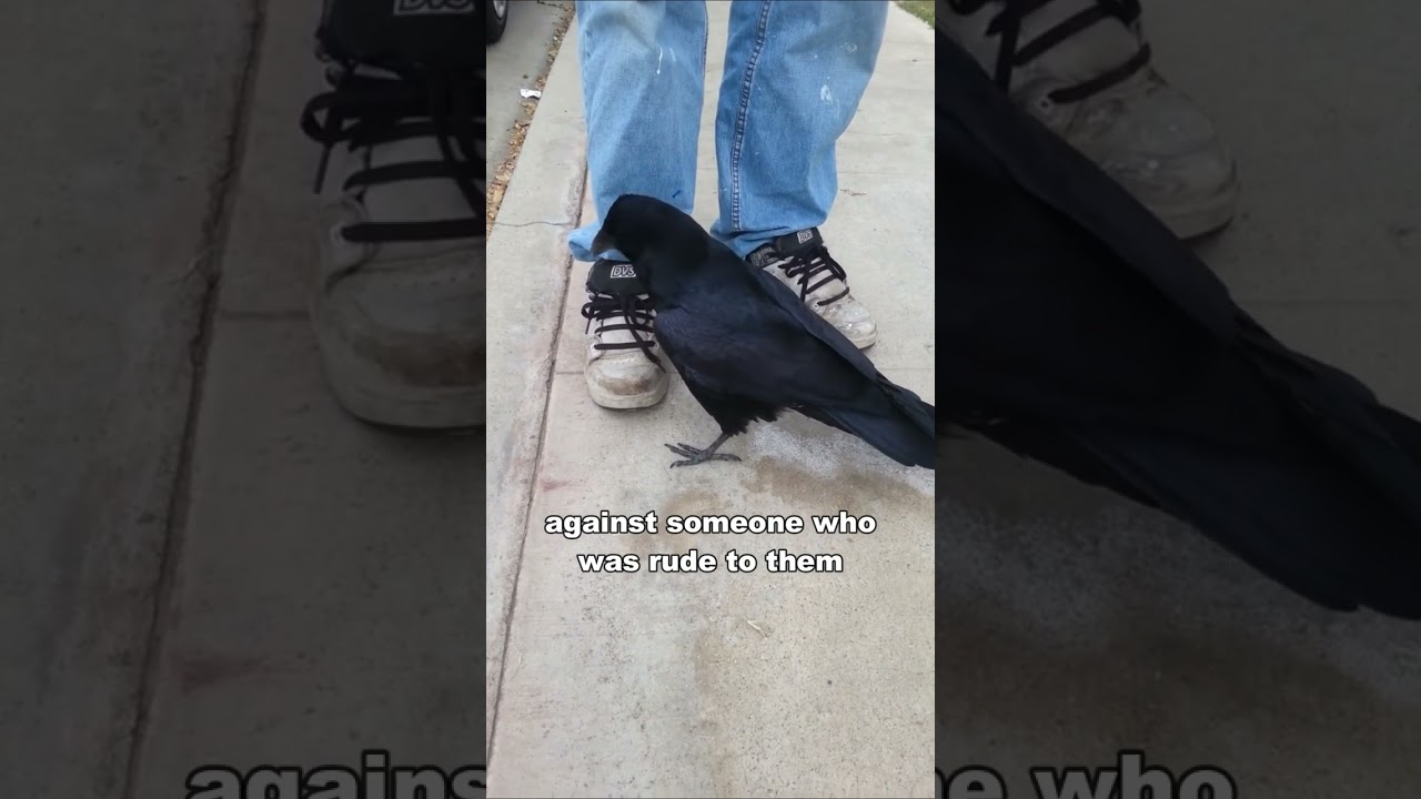 Crow Is Smarter Than A 7 Year Old
