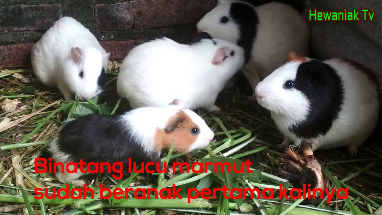 Marmut lucu beranak 2 lagi hewan peliharaan lucu