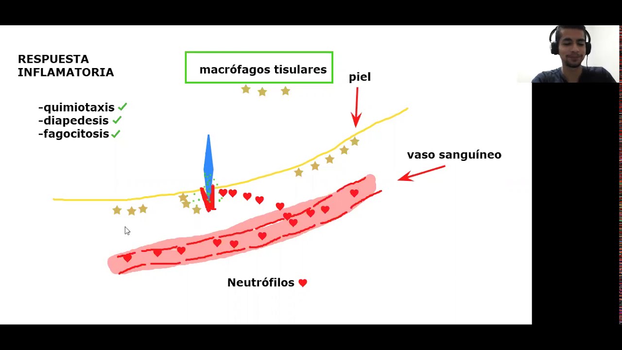 BACHILLERATO: Quimiotaxis, diapédesis y fagocitosis.