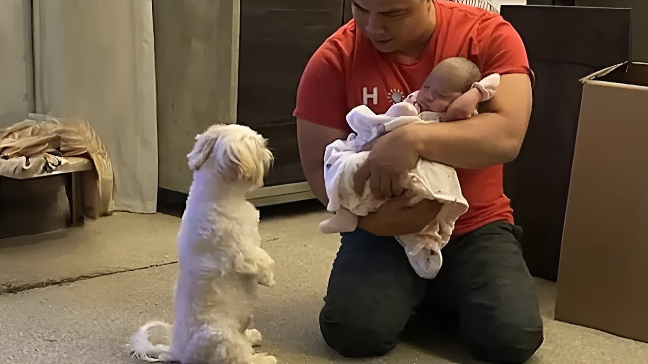 Le chien voulait voir le bébé, quand papa le lui a montré, il a fait ce que personne n’attendait