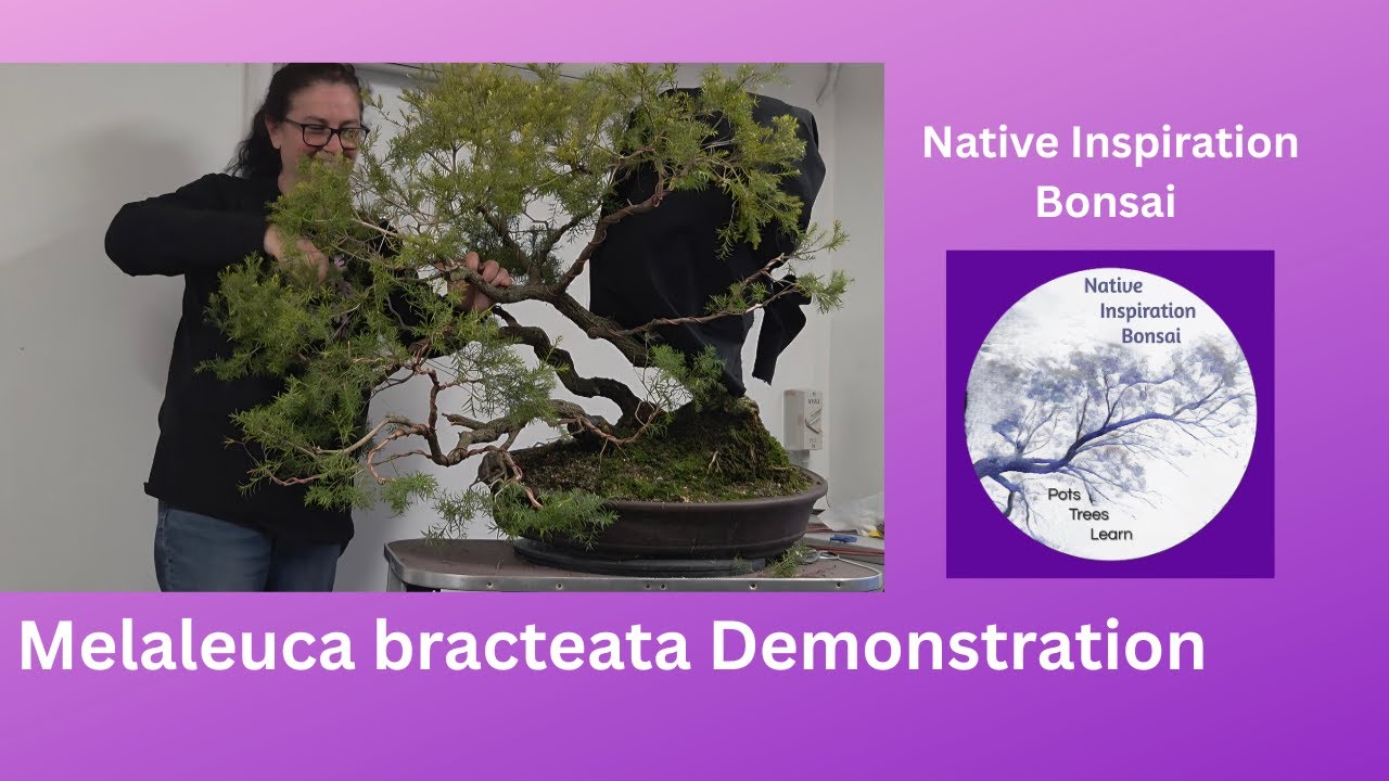 Melaleuca bracteata Demonstration Australian Native Bonsai
