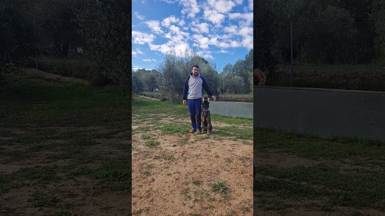 Así entrenamos una prueba de obediencia – Carlos y Blaze en acción 🐾