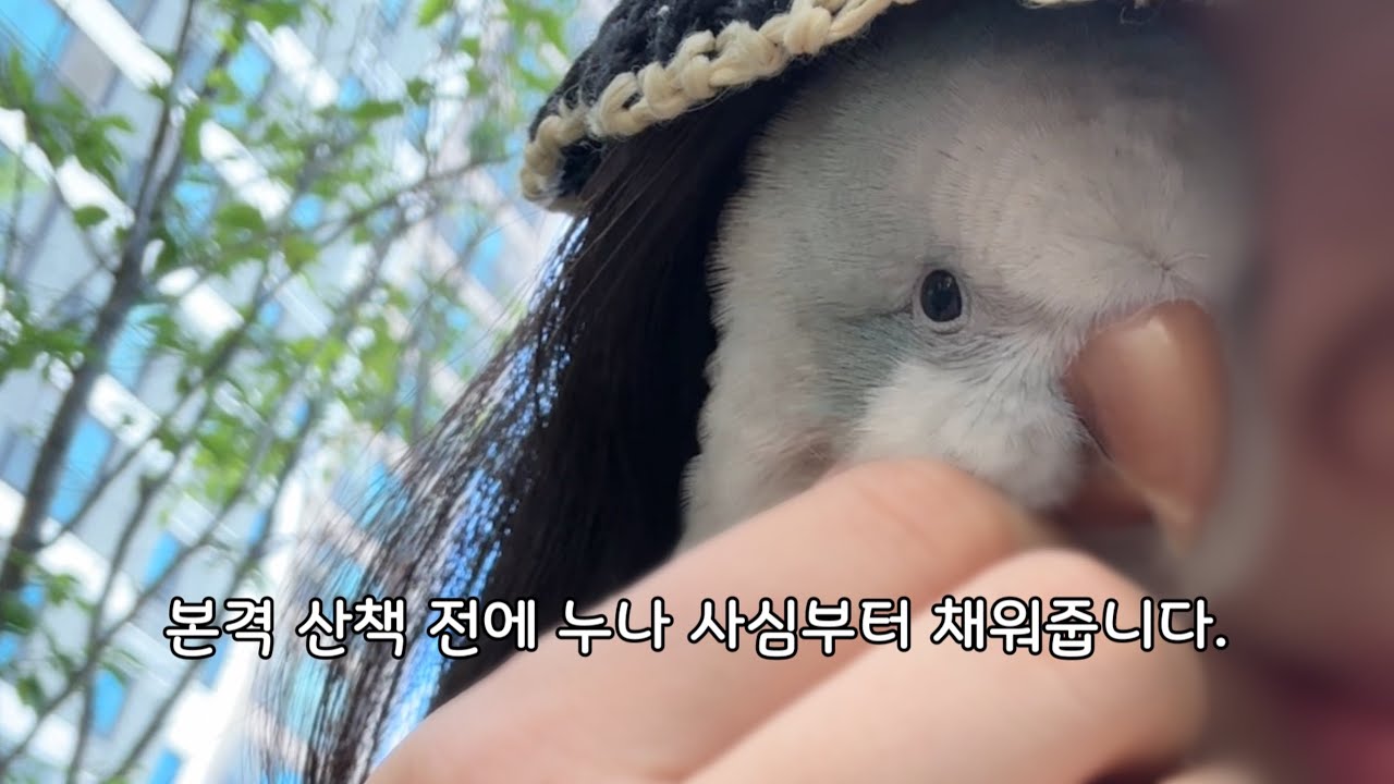 두 쫄보들의 여름 산책 모음🍃