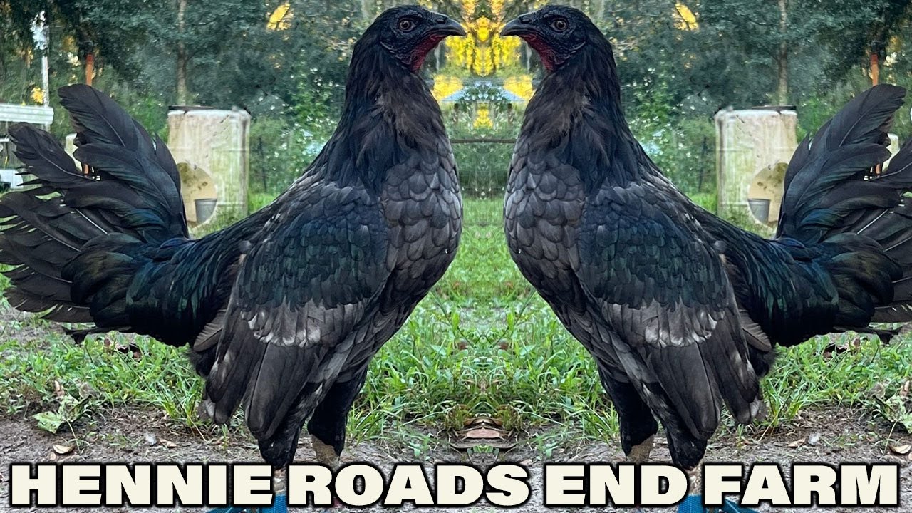 FLORIDA !! Beautiful Jap Hennie Blue Grey ROADS end FARM