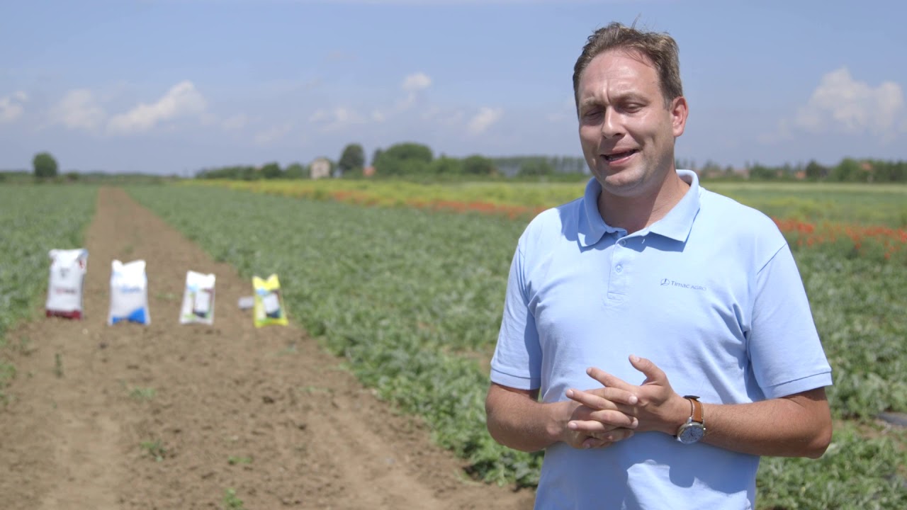 Lubenica 2018 u Ašanji   čvrsta i vodotopiva đubriva Timac Agro