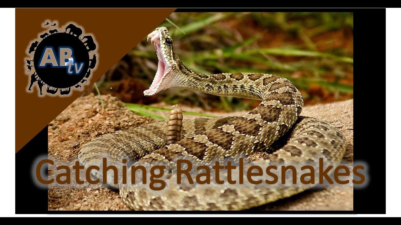 Catching Rattlesnakes! The Adventurer : AnimalBytesTV