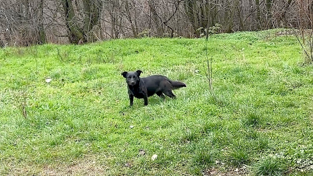 She thought we had forgotten her, but we promised to come back | Dog Rescue Shelter