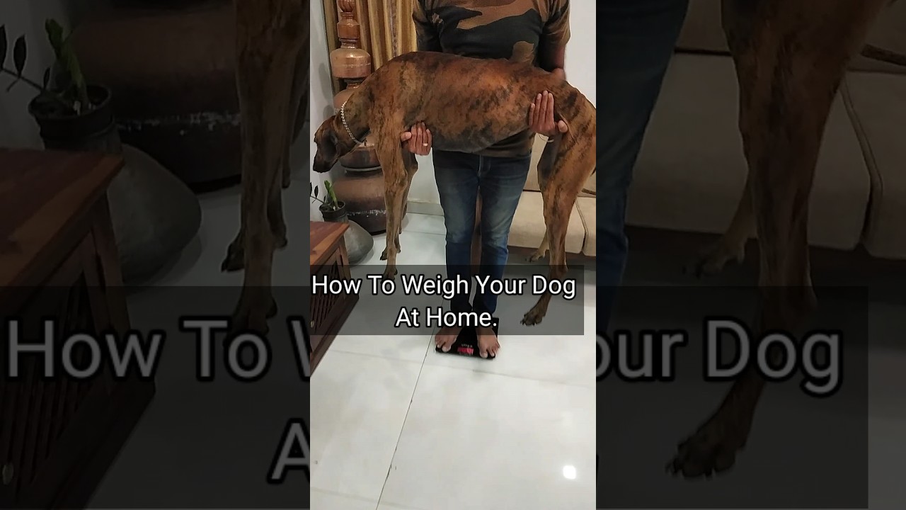 How To Weigh Your Dog At Home ? 