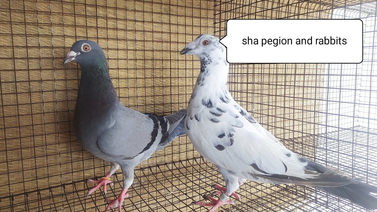 Best racing Homer pigeons Breed/racing Homer loft