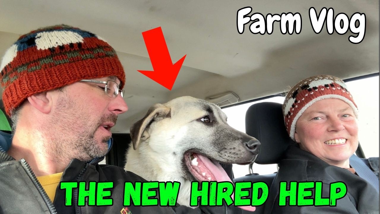 New Member of the Sheep-Defense-Force