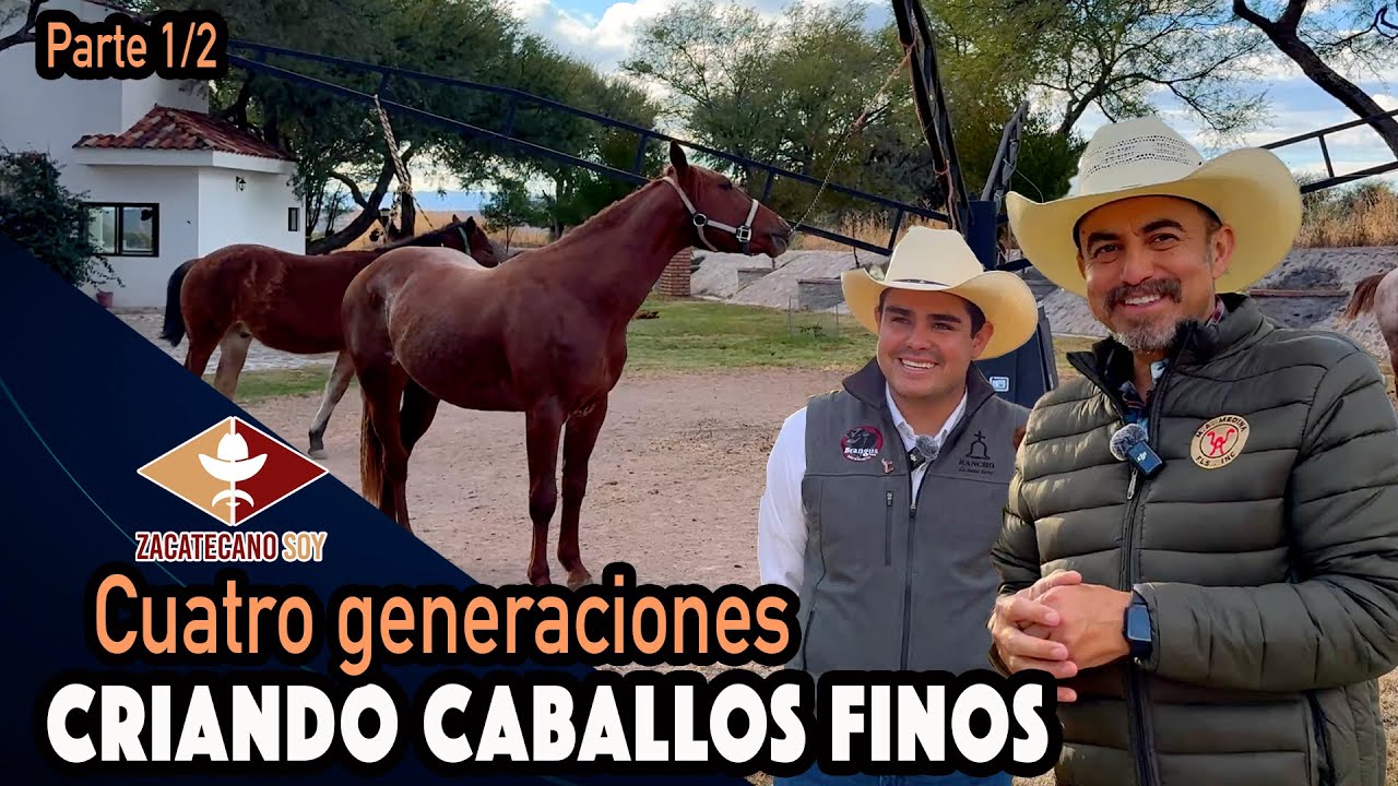 HERMOSOS POTRILLOS A LA VENTA 100% Zacatecanos