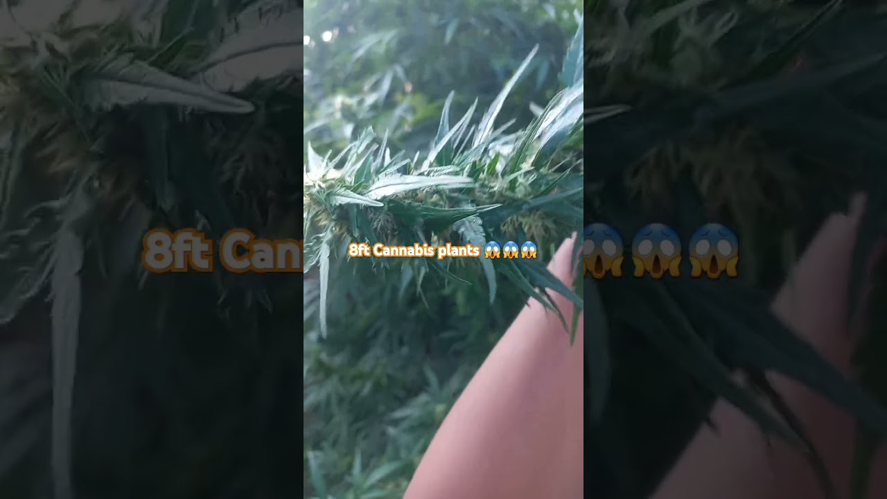 8 ft cannibas plant in South Africa #donaldtrump #music #billionaire #whowillbemylifepartnerta