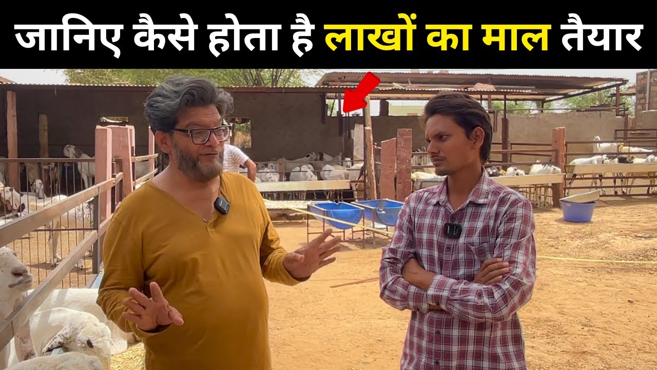 जानिए कैसे होता है लाखों का माल तैयार GOAT FARMING BUSINESS PROFITS IN INDIA
