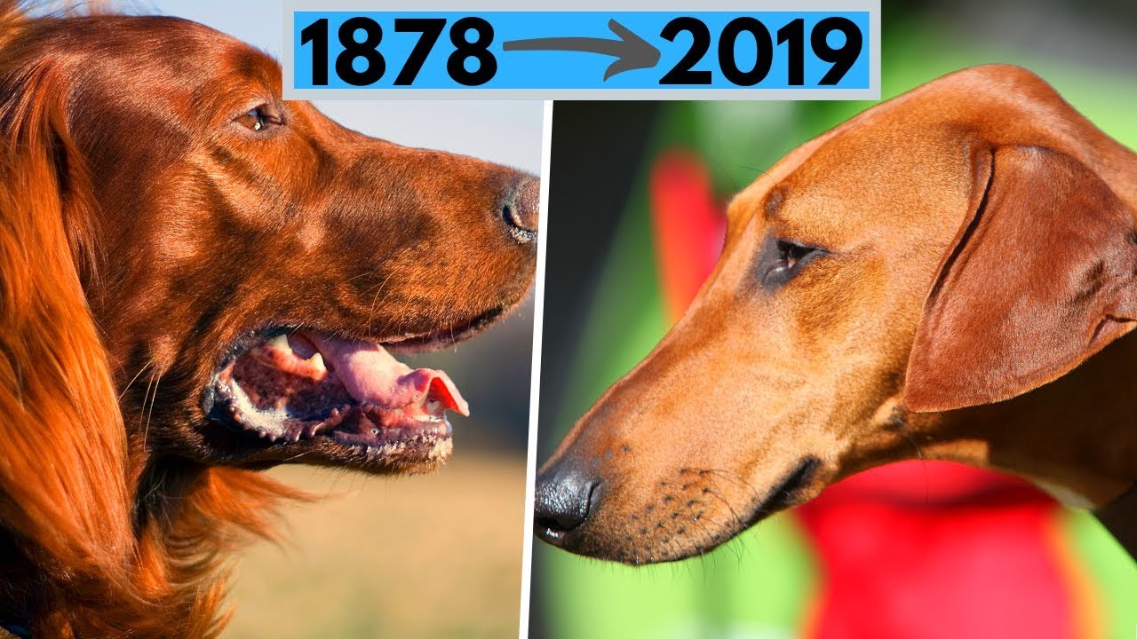 All AKC Dog Breeds by Year Recognized (from 1878 to 2019)
