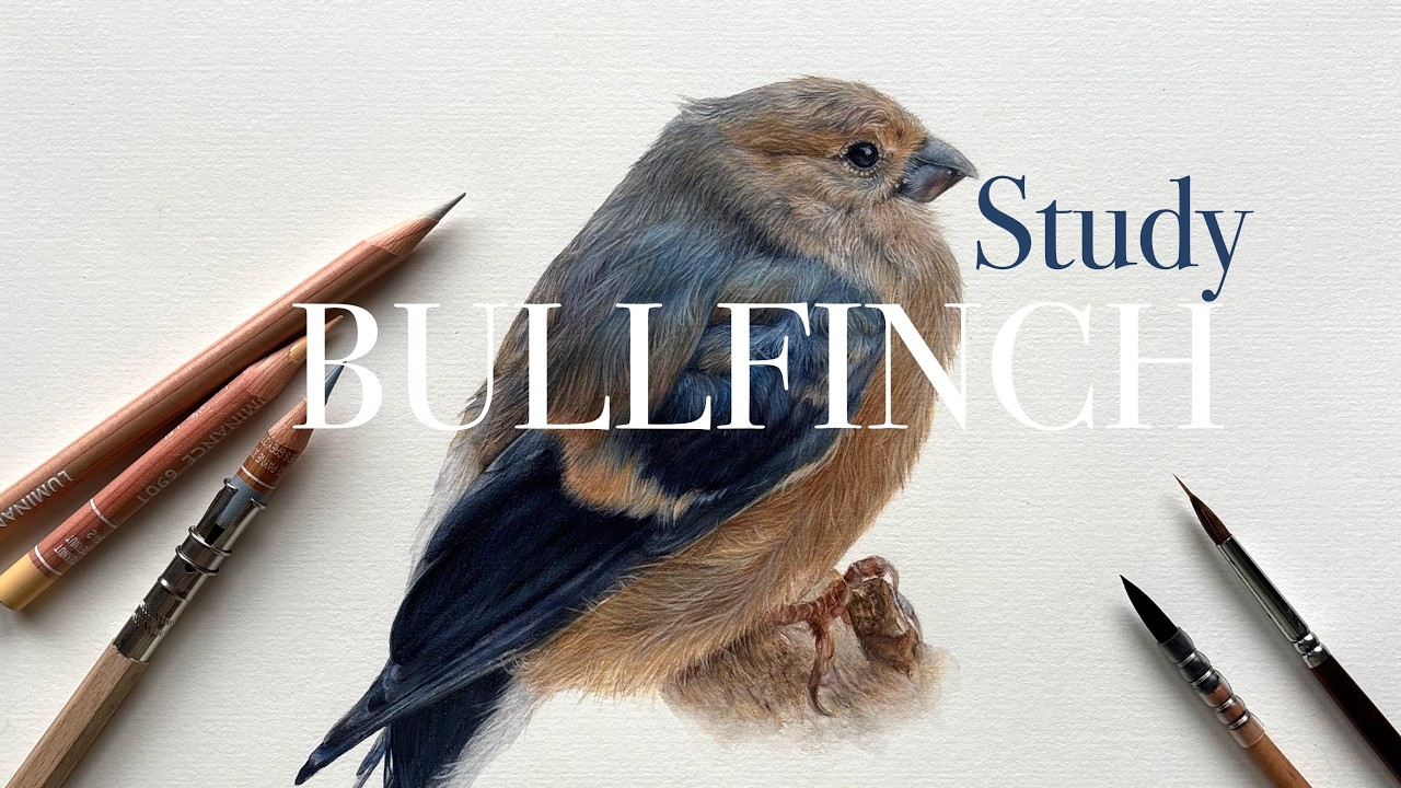 Bringing Bullfinch to Life with coloured pencil and watercolour.