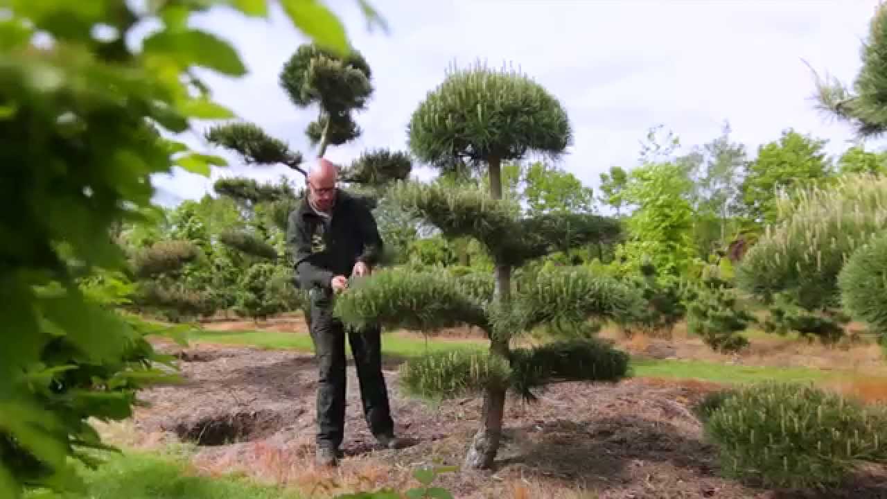 Leibomen, bonsai, vormbomen en tuinbonsai