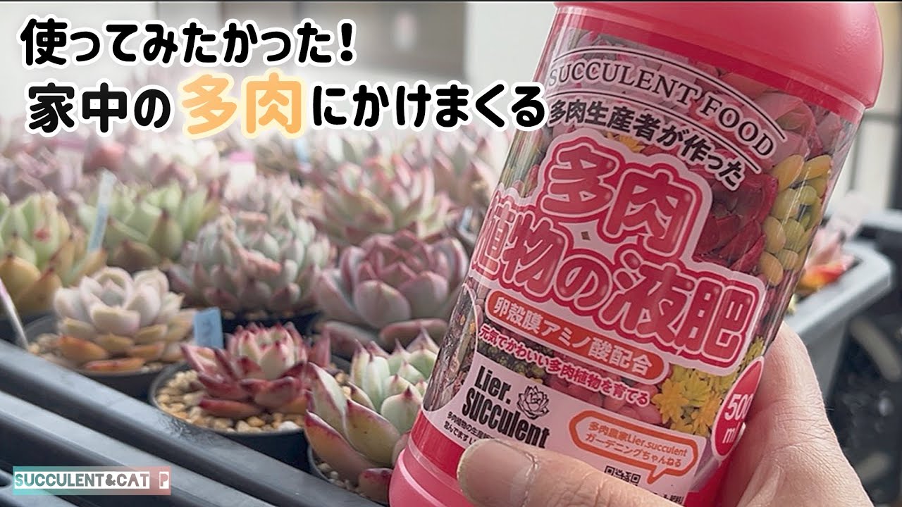 【多肉植物】 使ってみたかったやーつ！#リエールさんの液肥