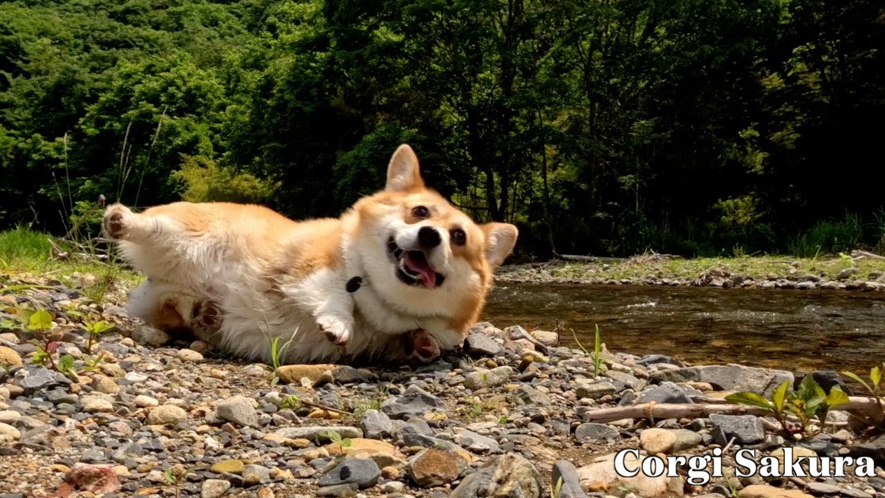自由気ままなコーギー / free-spirited corgi