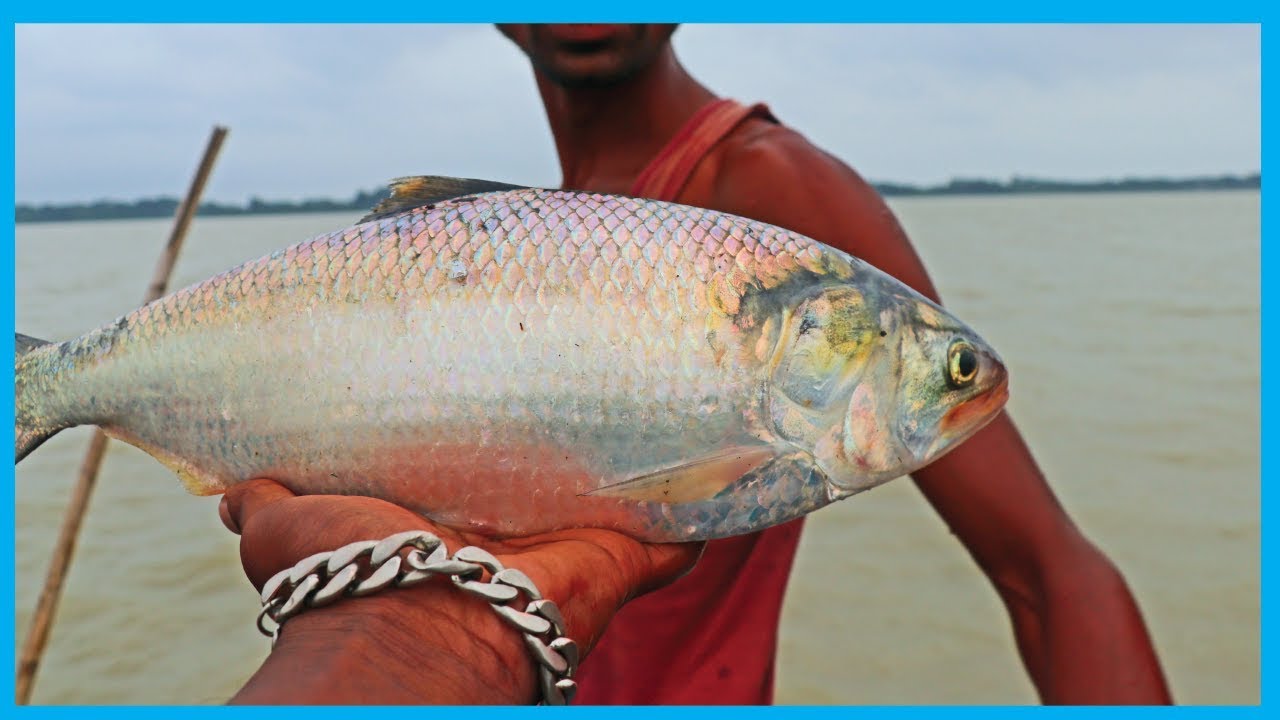 Amazing Fast Hilsa Fishing Skill (PART 87) - Catching Hilsa Fish Big in the River