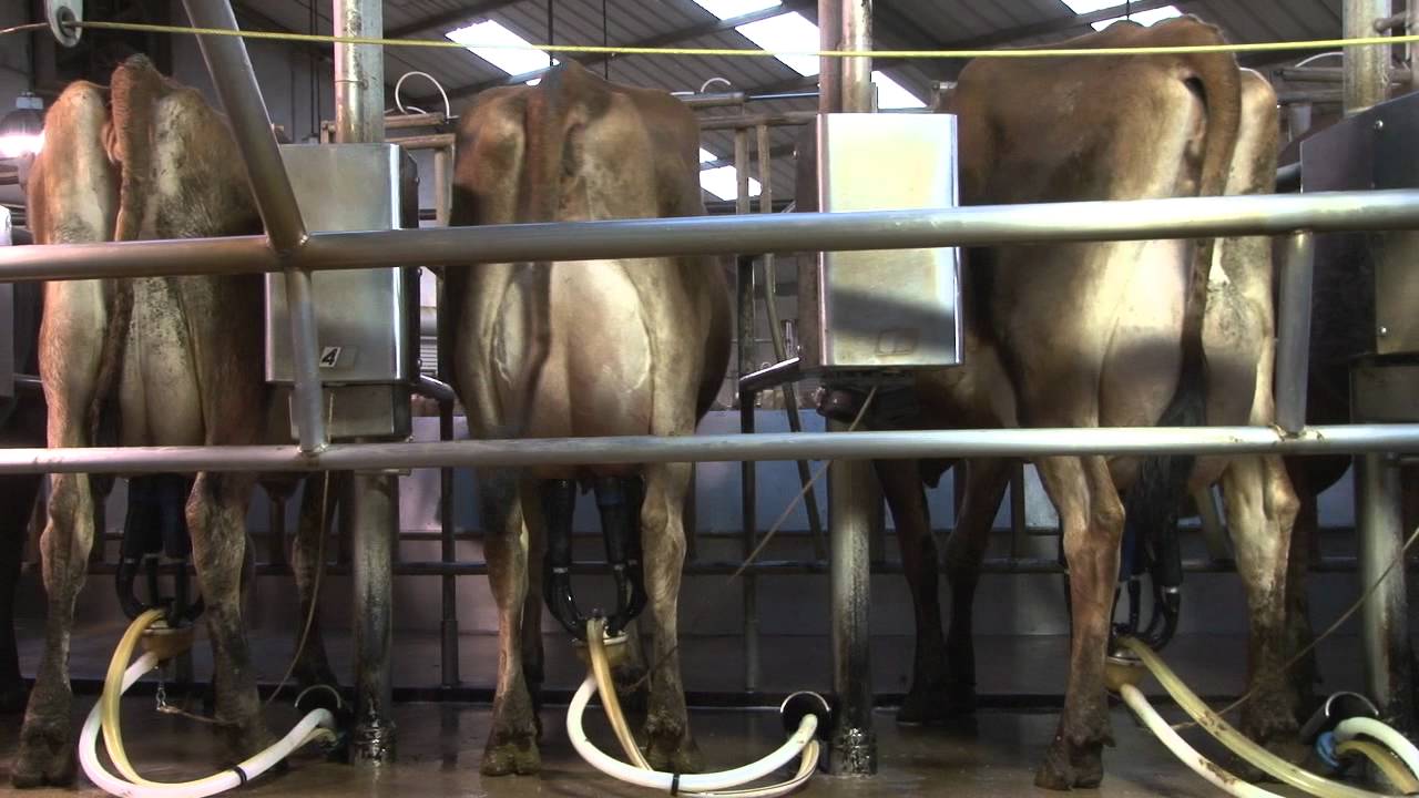 Ahlen Farms - USA 100% Gado Jersey Sitema Carrossel