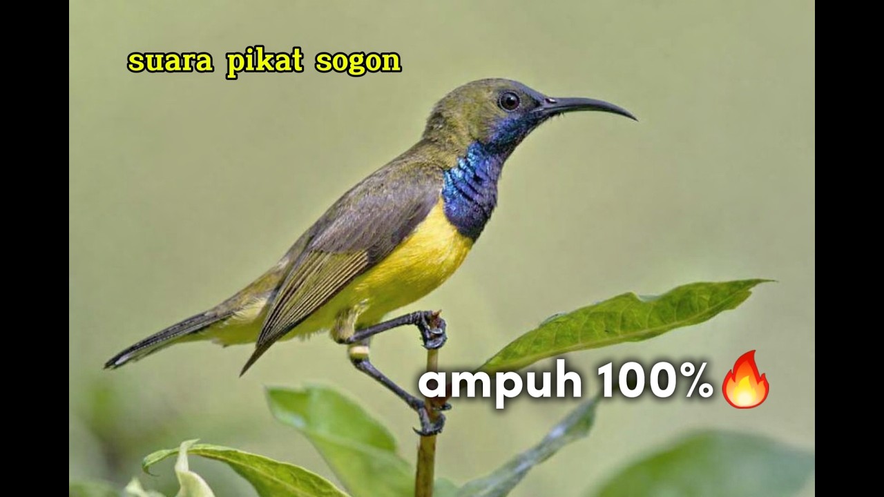 Suara pikat burung sogon ampuh 100%