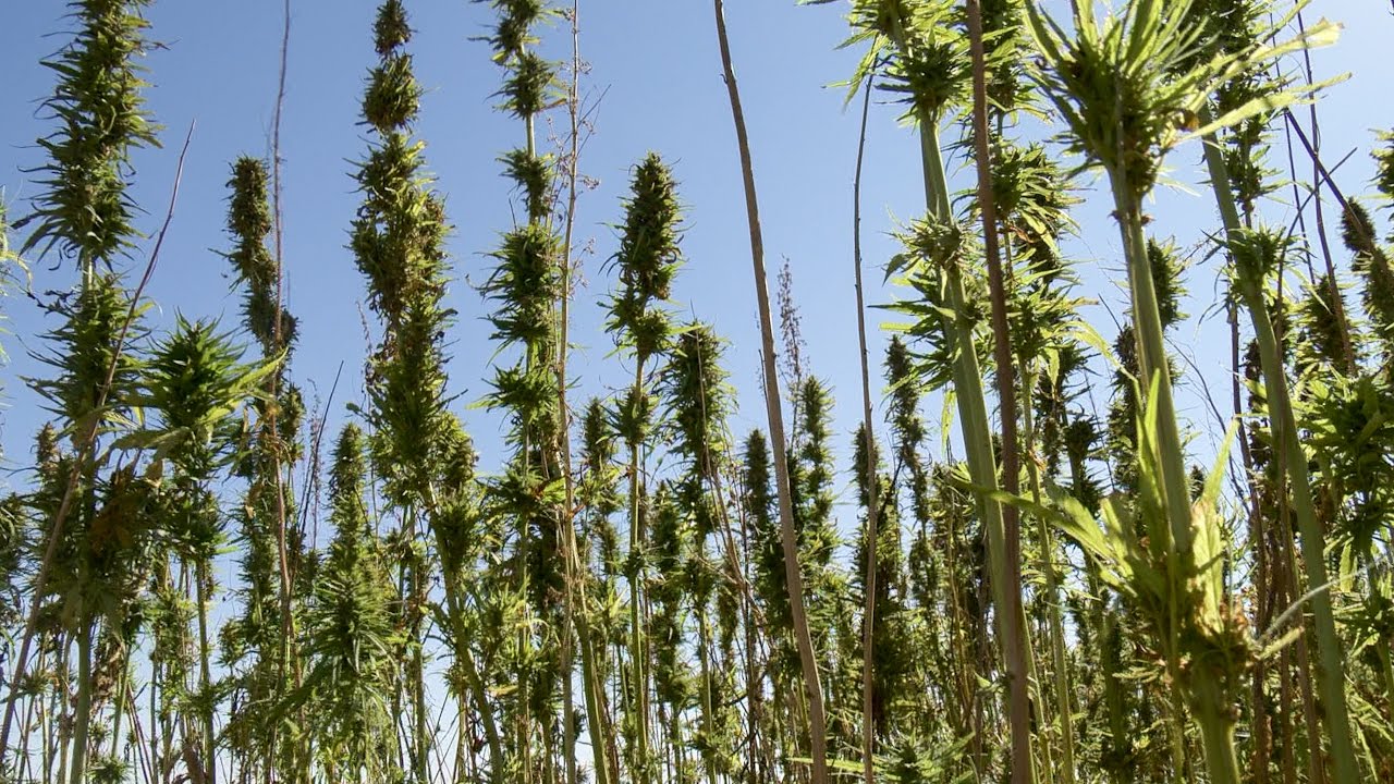 Hemp Production