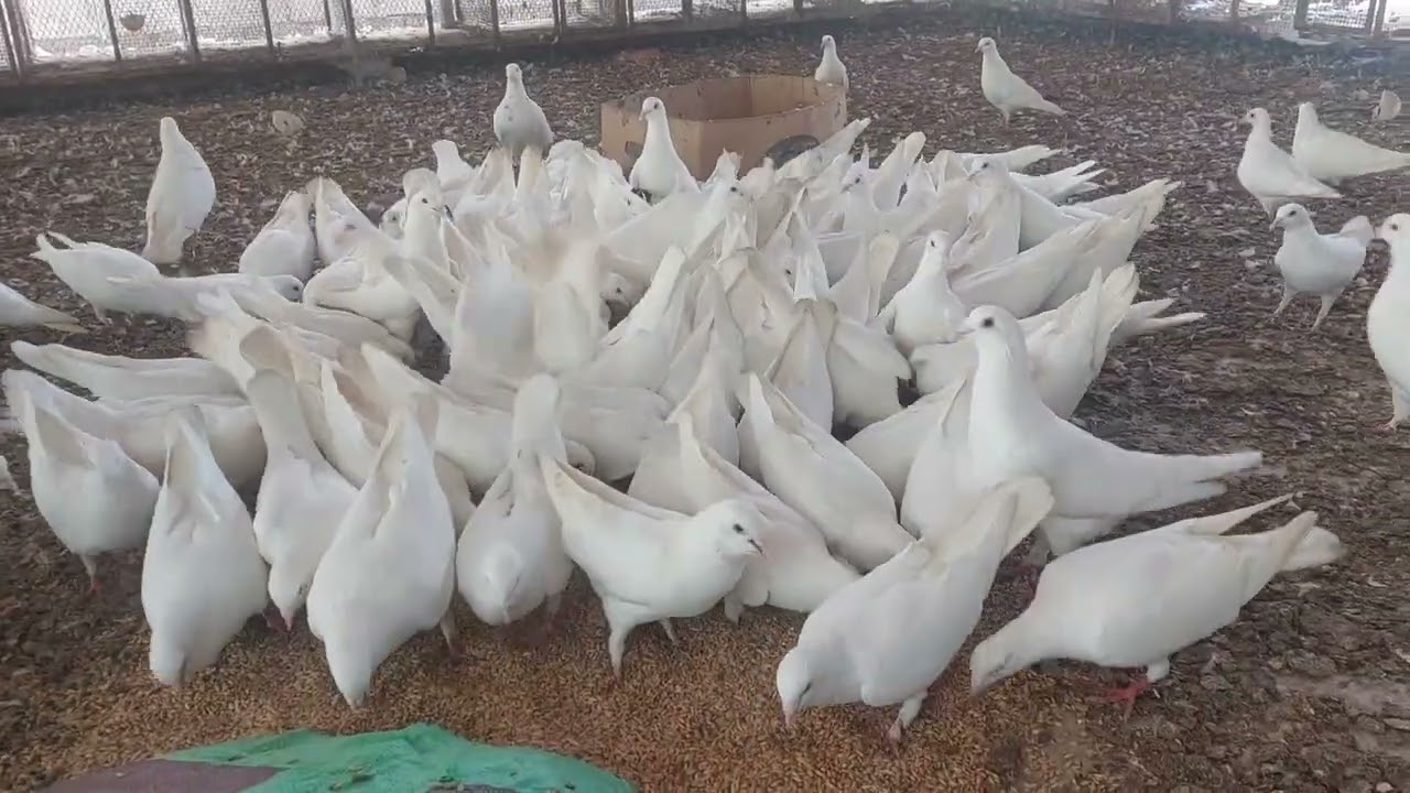 The pigeon is white