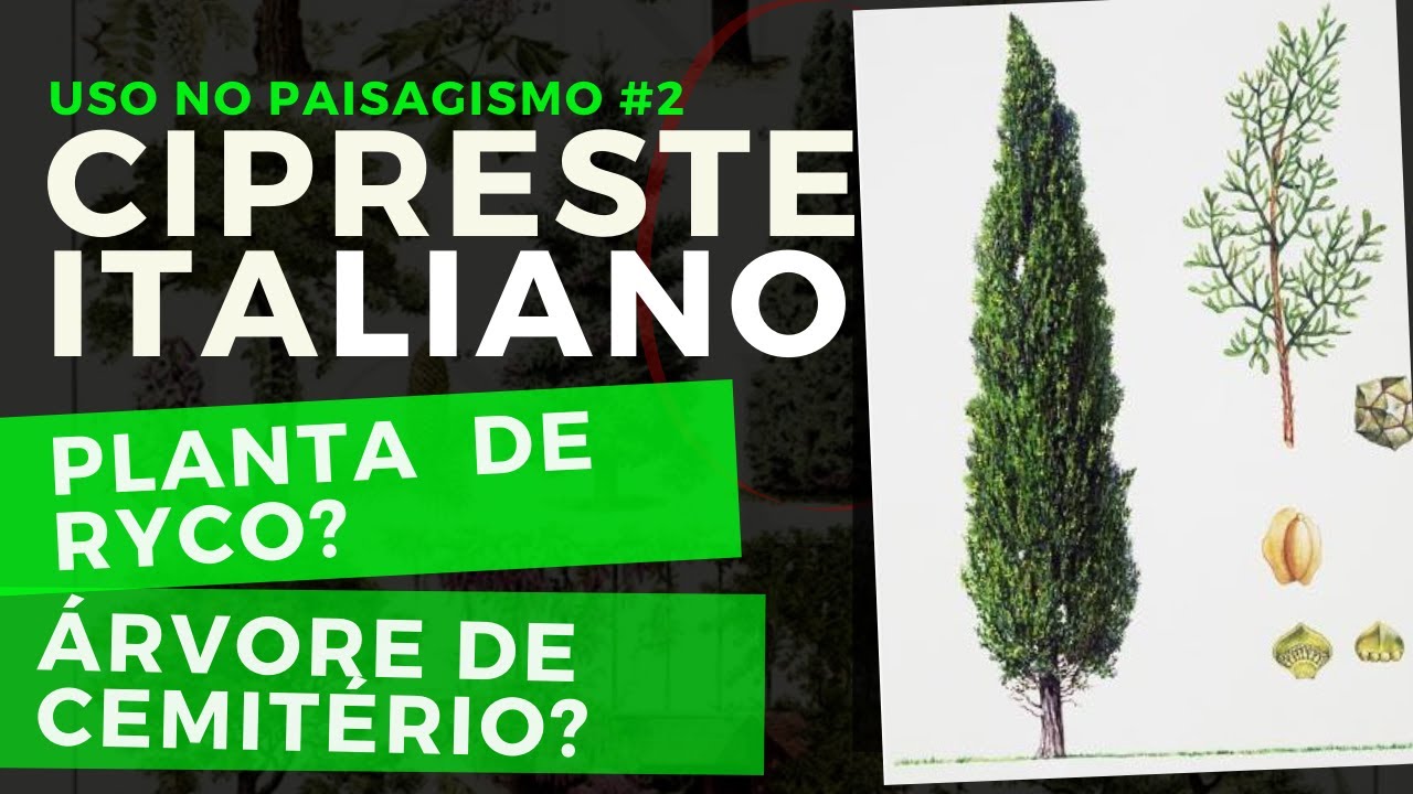 CIPRESTE ITALIANO - Aprenda a Usar no Seu Jardim