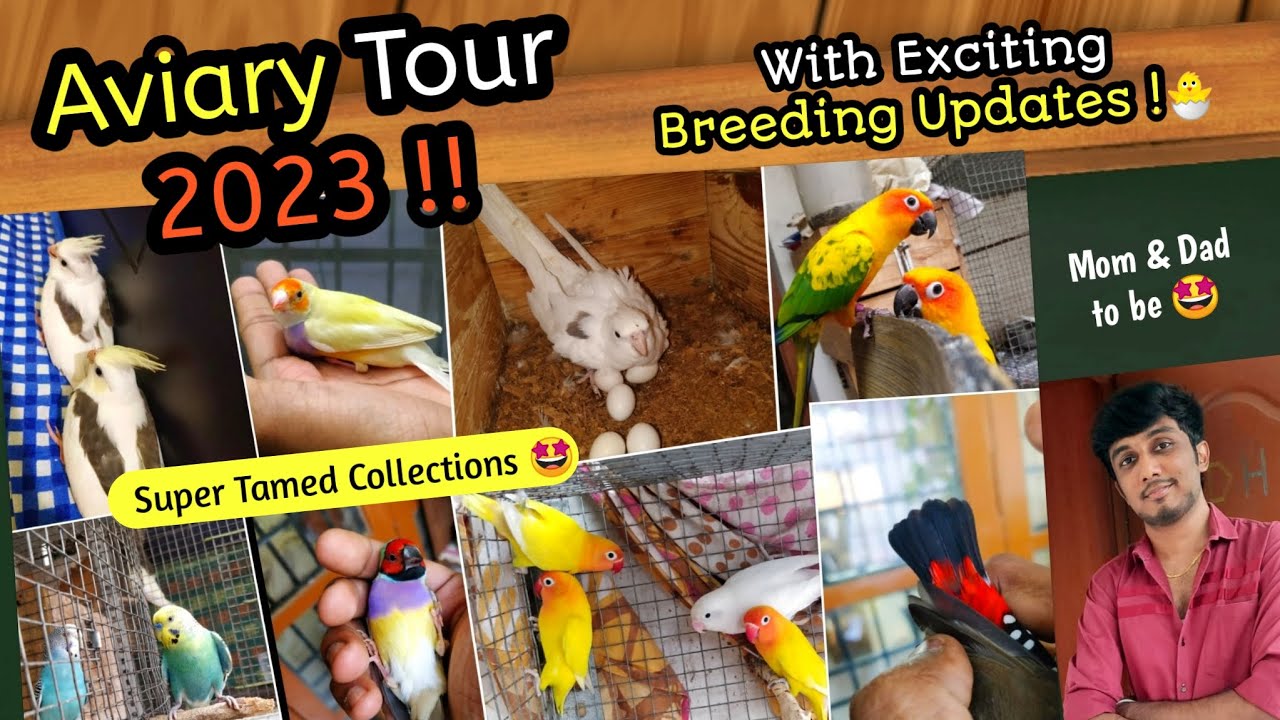 My Aviary Tour & Breeding updates 2023❤️ || Super Tamed Pets Collections || BirdsofKanth || Tamil