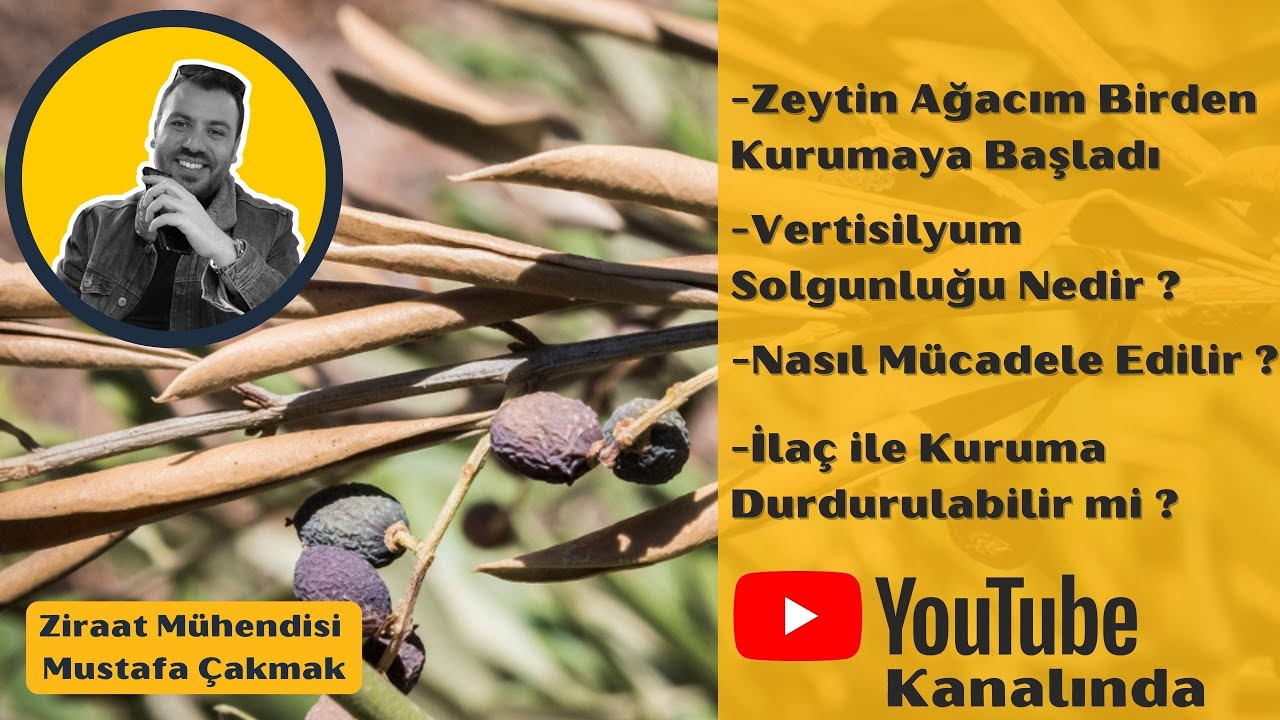 Zeytinde Kuruma, Yani Vertisilyum İle Mücadele Nasıl Yapılmalı ? Vertisilyum  için İlaç Var mı ?