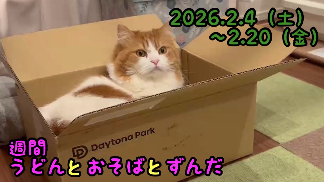 「愛されダンボール」「ドアノブチャレンジ」などの動画です