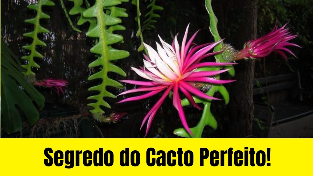 Descubra o Segredo para um Cacto Sianinha Perfeito!