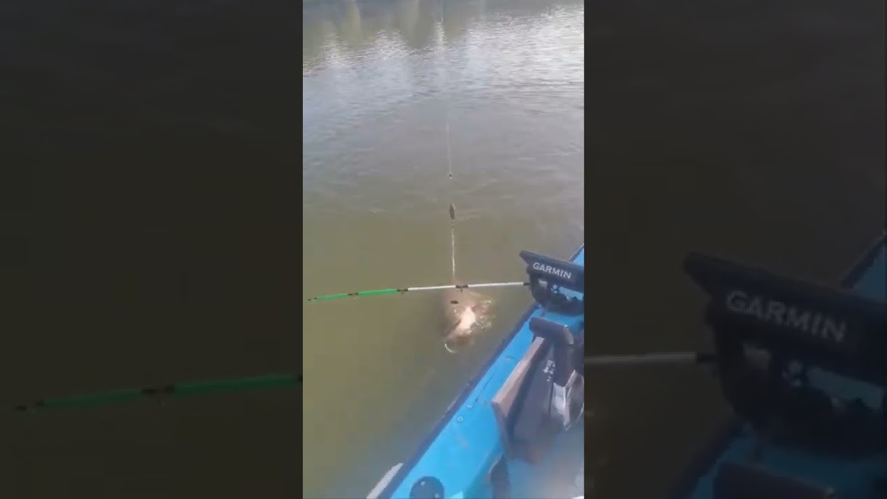 Ribolov soma na Dunavu (clonk fishing catfish)