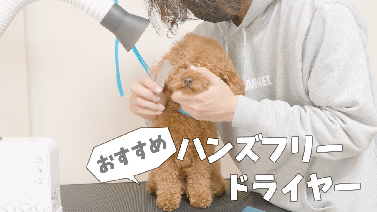 愛犬のシャンプー後のドライヤーが100倍楽になるハンズフリードライヤーが凄すぎた【トイプードル】