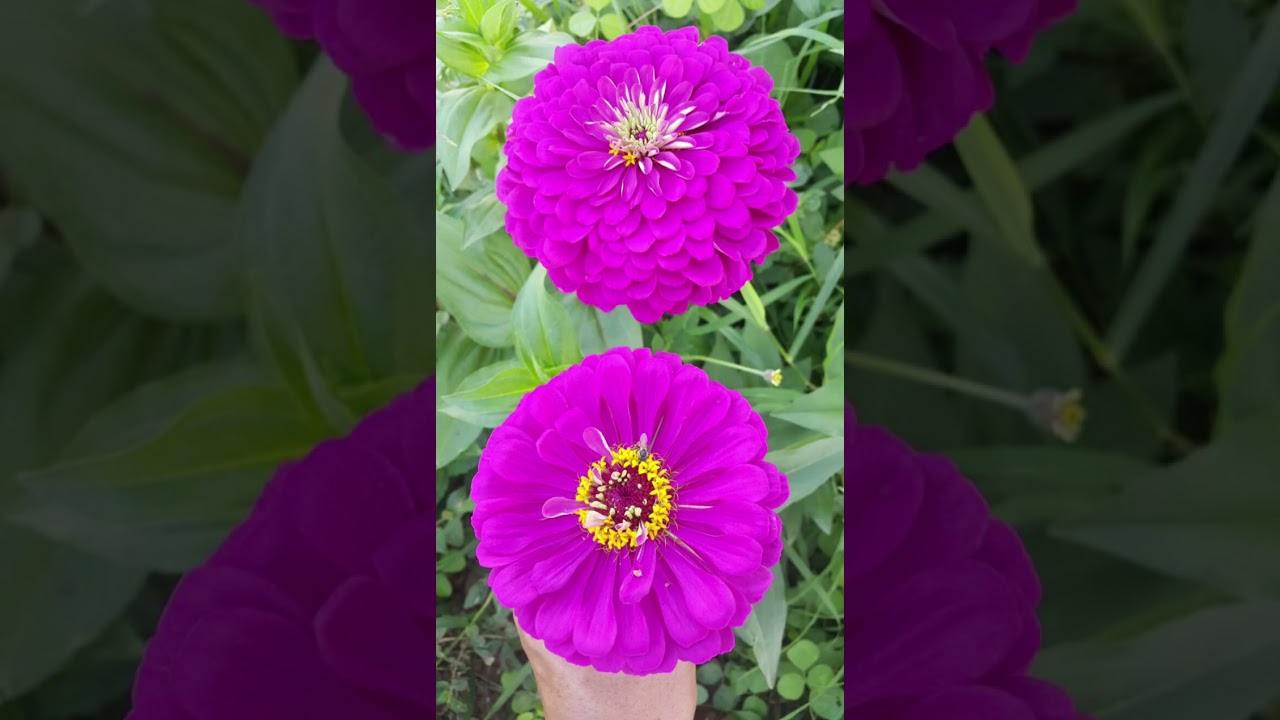  ब्यूटीफुल 100 फ्लावर 🌸🌺  #video #natureflowers #flowers #vairalvideo #trending #nature #animation 