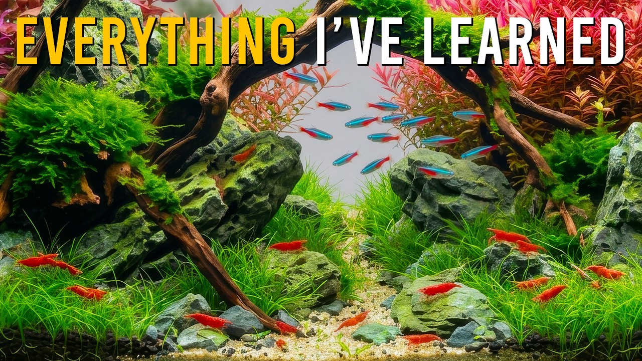 What I Wish Every NEW Aquarist Knew (5 Years In The Making)
