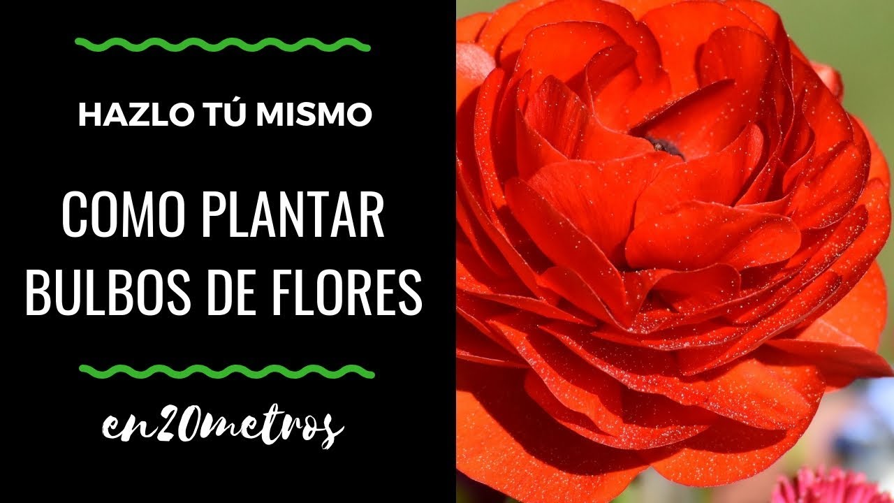 Cómo PLANTAR BULBOS de FLORES (vale para otoño y verano) || en20metros